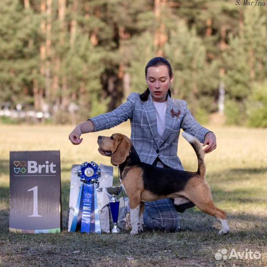 Хендлинг, хендлер