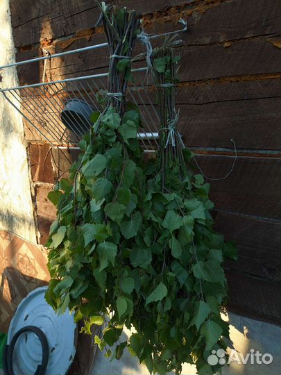 Березовые веники