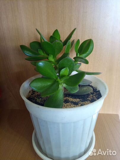 Крассула толстянка