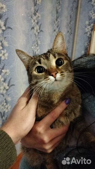 Кошка в добрые руки