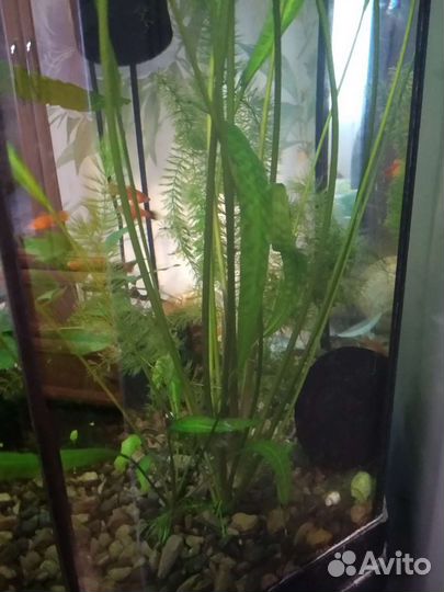 Аквариум