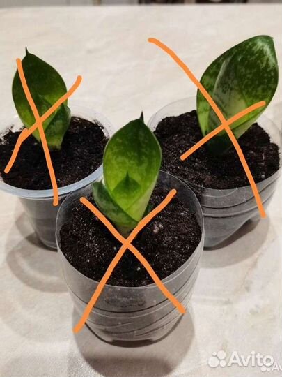 Сансевиерия