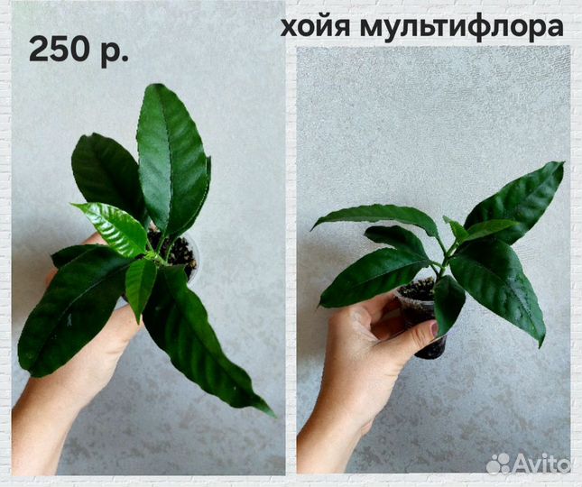 Хойи укорененные (дисхидии)