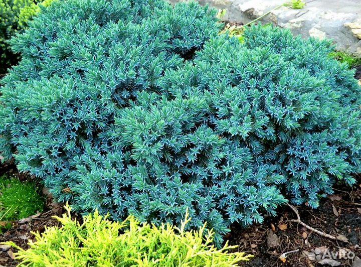 Можжевельник чешуйчатый Блю стар