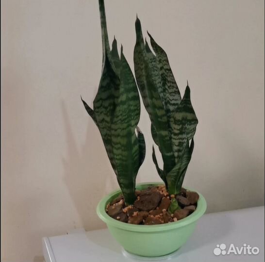 Хавортия полосатая/флорариум