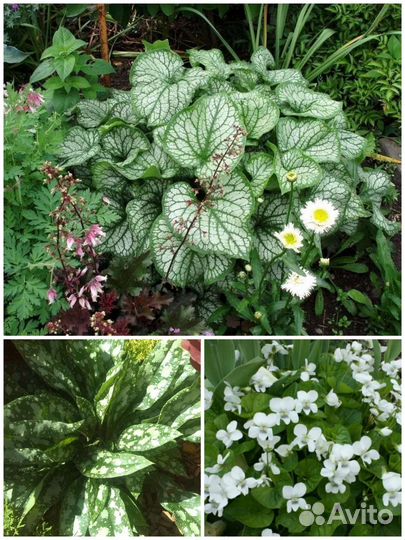 Садовые цветы (многолетники)