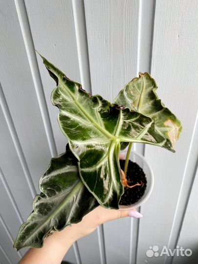 Алоказия Локо клубни