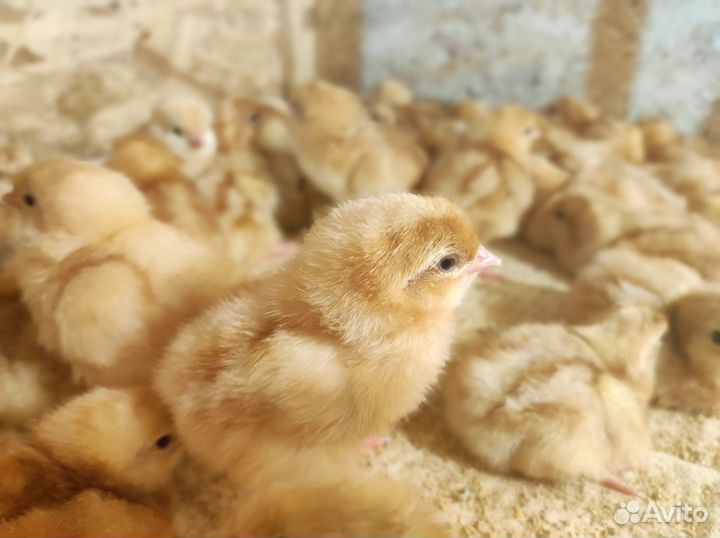 Цыпленок Ломан Браун
