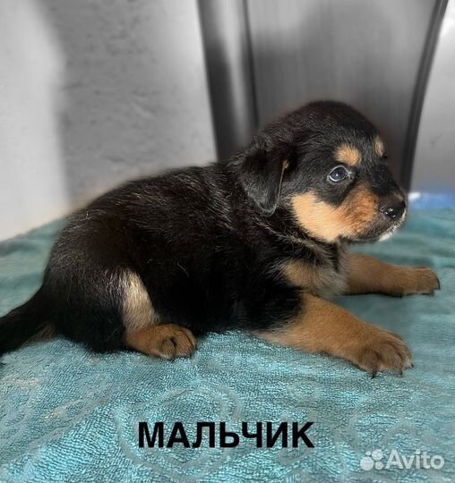 Отдам в добрые руки щенков