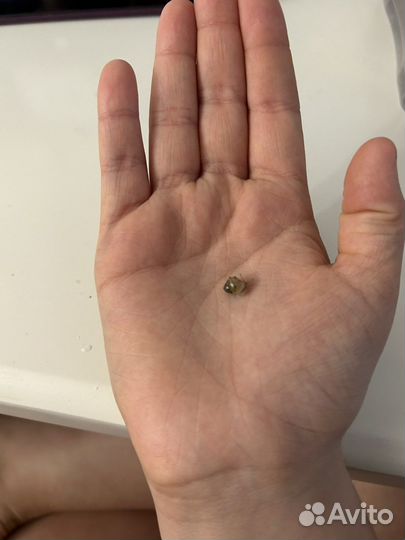 Улитки ахатины