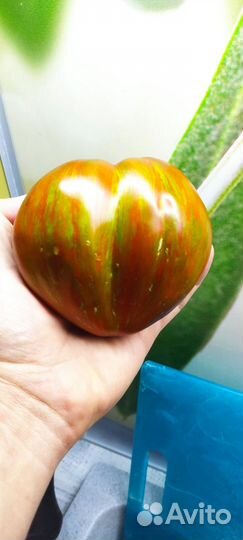 Семена коллекционных сортов томатов