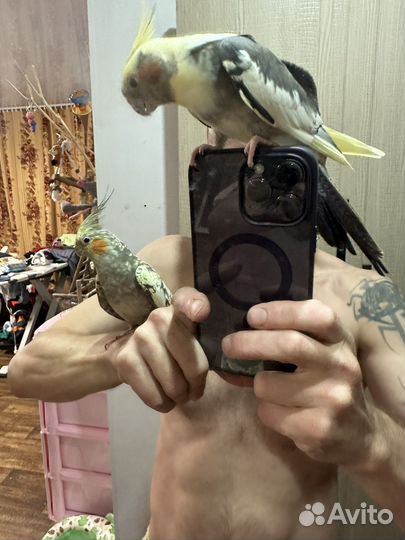 Птенец Кореллы