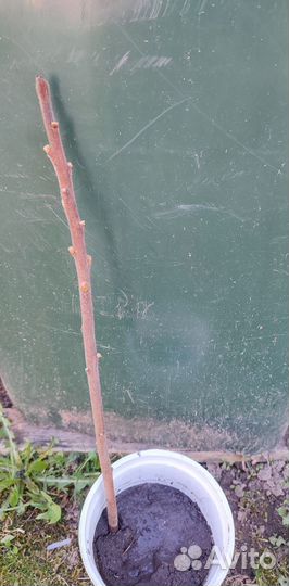 Сумах саженцы