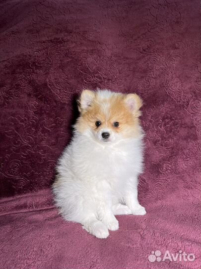 Щенки шпица мини