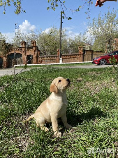 Щенки лабрадора