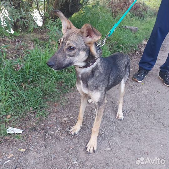 Собака в дар в добрые руки