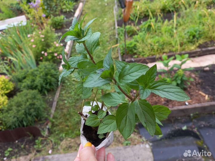 Мята яблочная, курчавая, чабрец, мята шоколадная