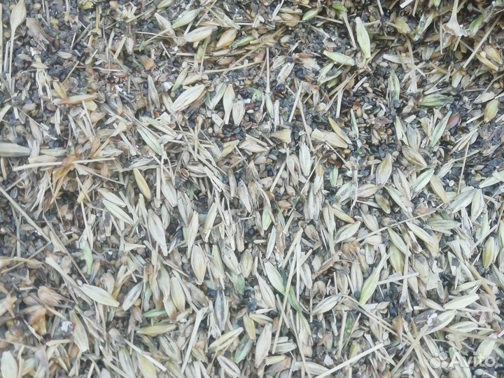 Ячменые корма