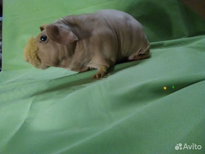 Морская свинка скинни