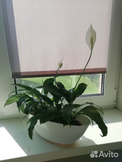 Спатифиллум (женское счастье)