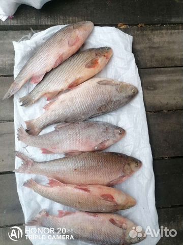 Щука с Оби свежемороженная