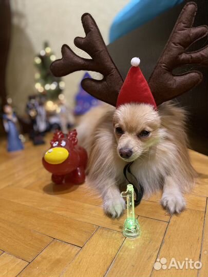 Мини шпиц вязка