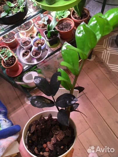 Замиокулькас Изумрудный редкий