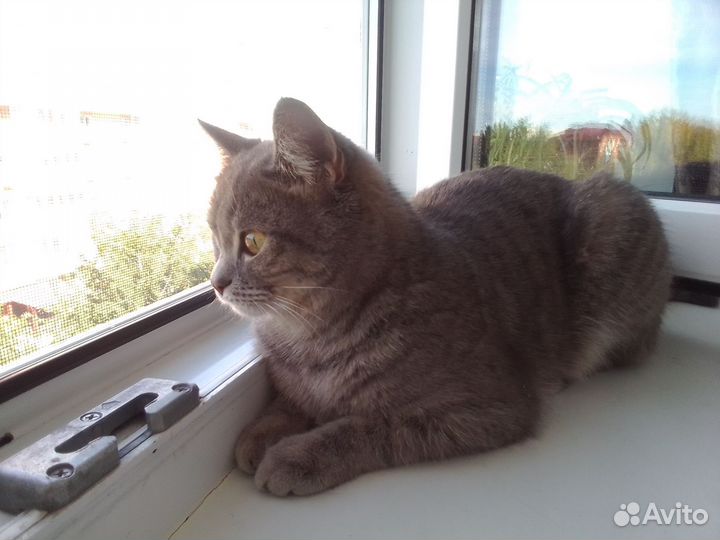 Кошка в добрые руки