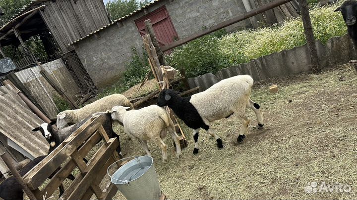 Бараны дорпер