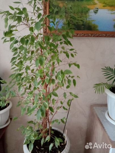Фикус бенджамина большой