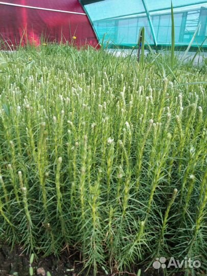 Саженцы ели зкс в розницу