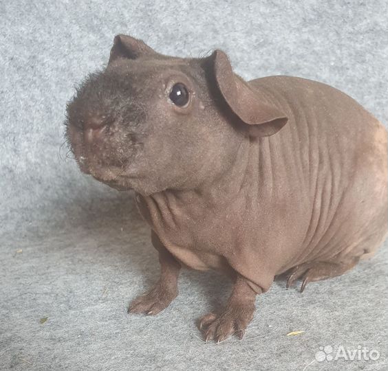 Морская свинка