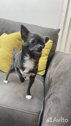 Вязка чихуахуа мальчик голубой