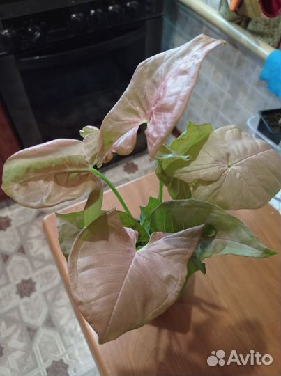 Комнатные цветы