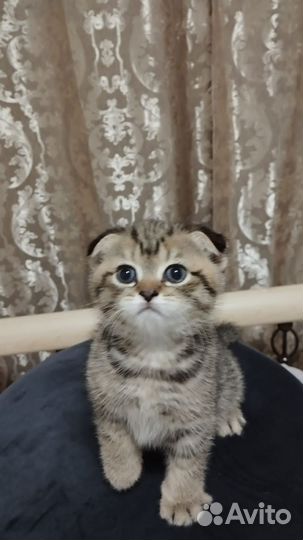 Британские котята