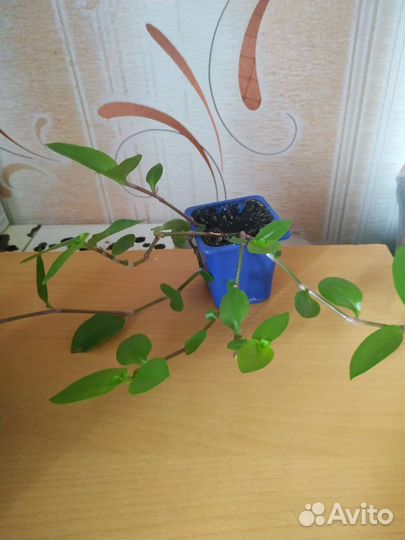 Традесканции