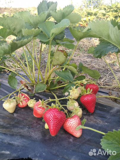 Саженцы клубники