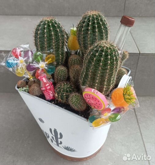 Кактусы и суккуленты, кактус, флорариум