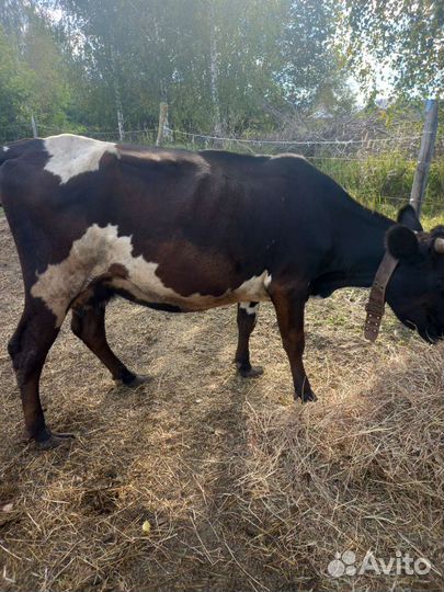 Коровы дойные молочные Одна из них стельная