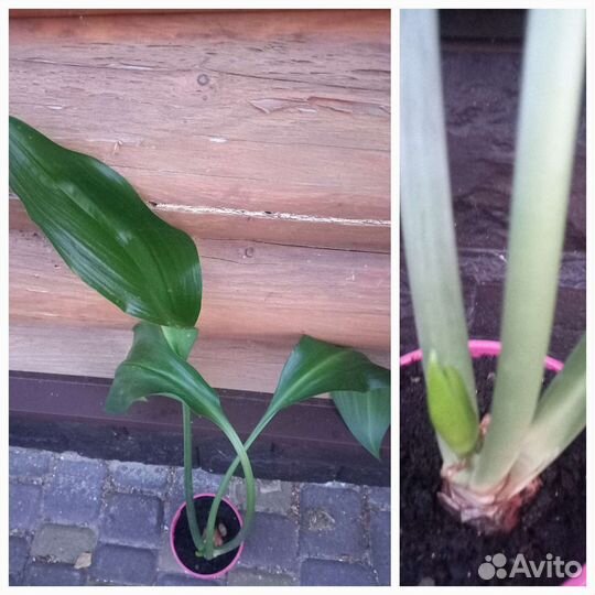 Юкка. Комнатные цветы