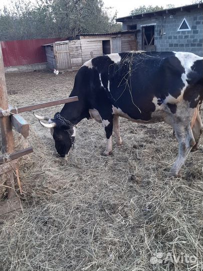 Корова двойная