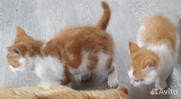 Отдам в добрые руки