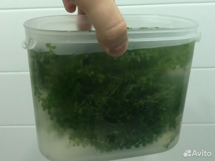 Аквариумное растение Монте Карло