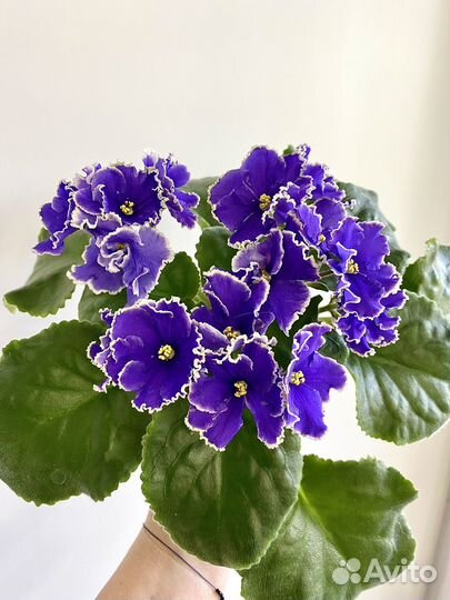 Фиалка сортовая