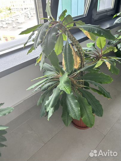 Комнатные цветы