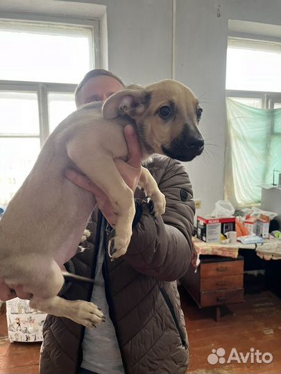 Щенок в добрые руки