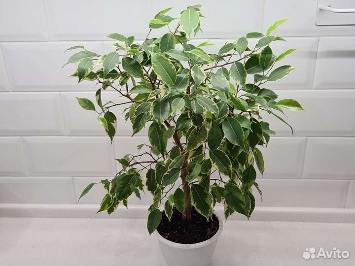 Фикус Бенджамина Кинки