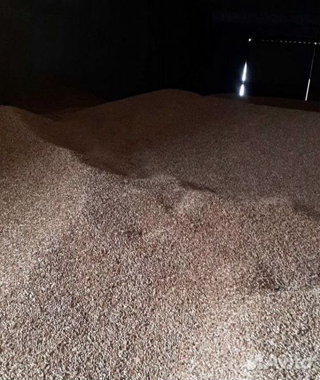 Фасоль, Подсолнечник корма