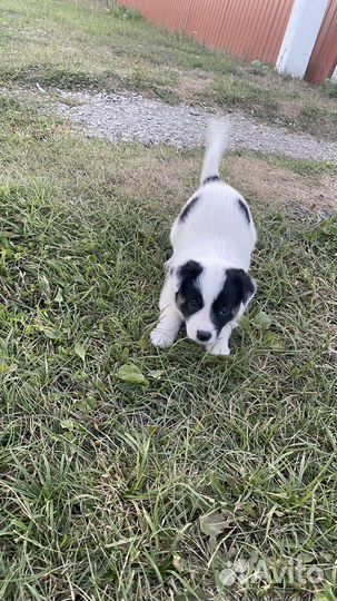 Дворняжка маленькая