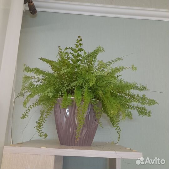 Детка папоротника Грин фэнтэзи